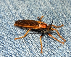 Ospriocerus tequilae