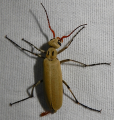 Epicauta albida