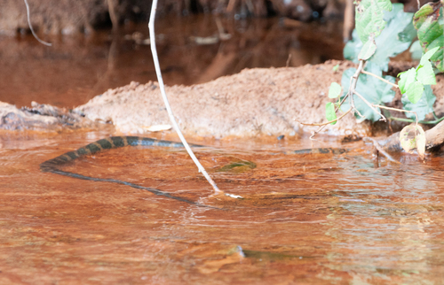 Smith's African Water Snake