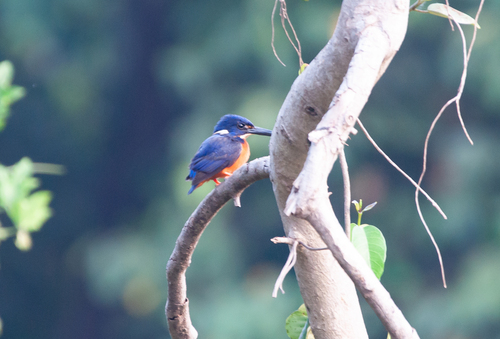 Shining-blue Kingfisher (Alcedo quadribrachys), photo 8