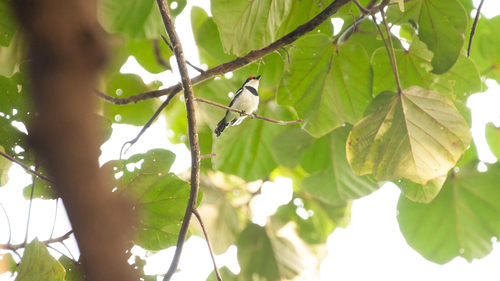 Brown-throated Wattle-eye (Platysteira cyanea), photo 9