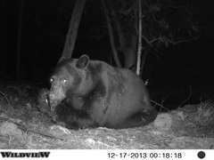 Ursus americanus machetes