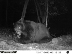 Ursus americanus machetes