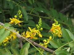 Cassia leiandra