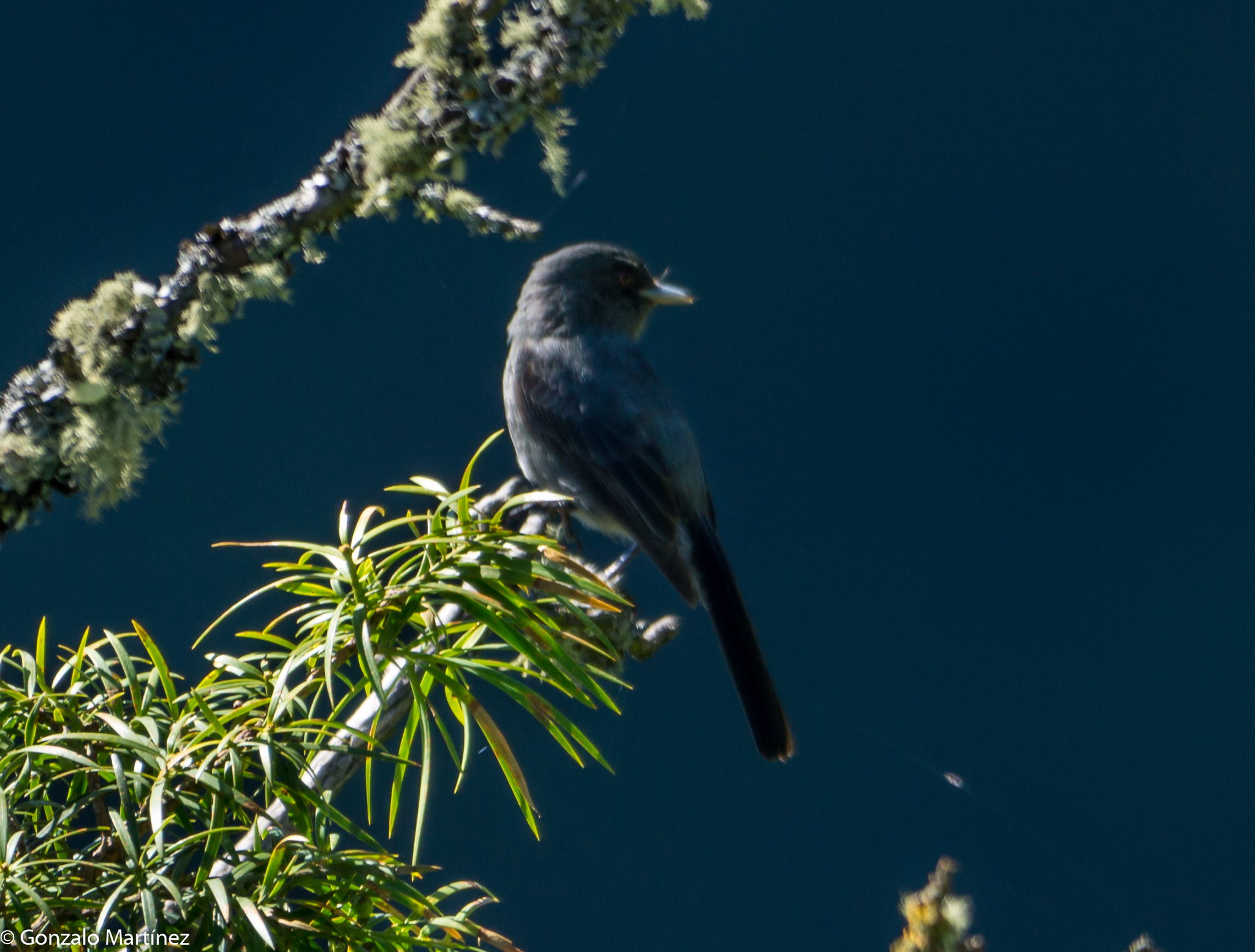 Plumbeous Tyrant (Knipolegus cabanisi), photo 1