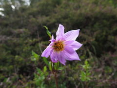 Dahlia tubulata