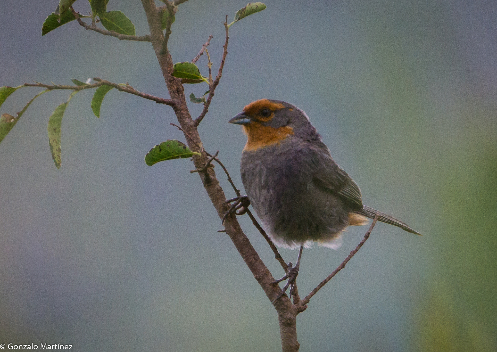 Tucuman Mountain Finch (Poospiza baeri), photo 2