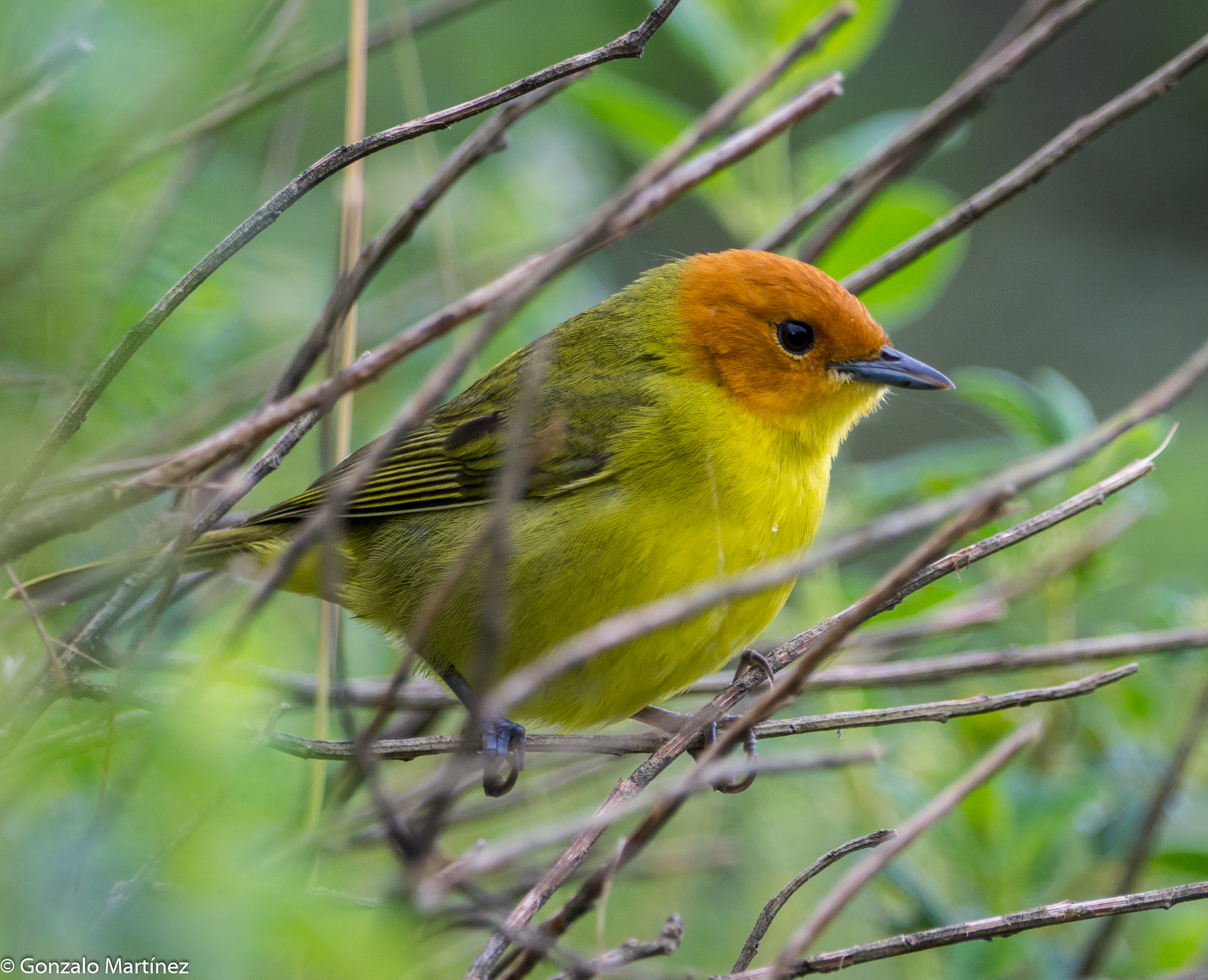 Rust-and-yellow Tanager (Thlypopsis ruficeps), photo 5