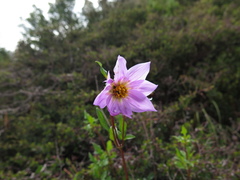 Dahlia tubulata