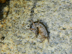 Gammarus oceanicus