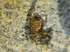 Gammarus oceanicus