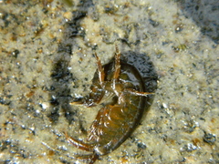 Gammarus oceanicus