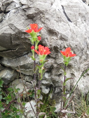 Castilleja scorzonerifolia