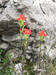 Castilleja scorzonerifolia