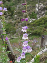 Penstemon leonensis