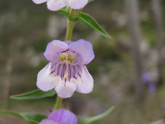 Penstemon leonensis