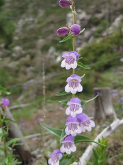 Penstemon leonensis