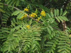 Cassia leiandra