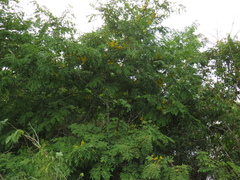 Cassia leiandra