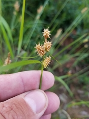 Carex × subviridula