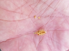 Carex × subviridula