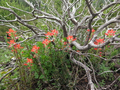 Castilleja scorzonerifolia