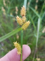 Carex × subviridula