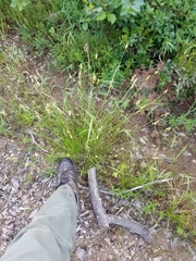 Carex × subviridula