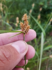 Carex × subviridula
