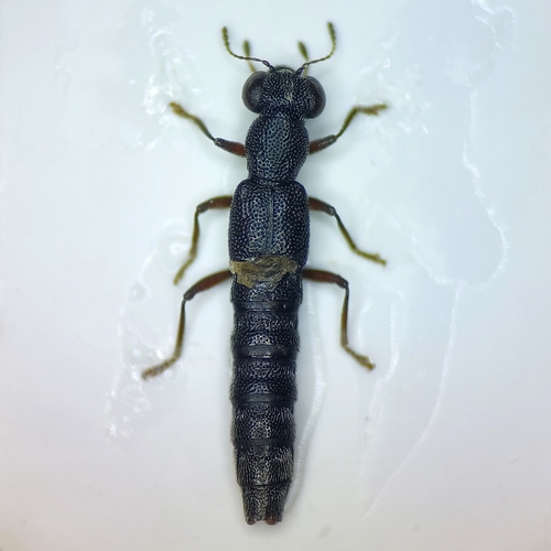 Stenus latifrons