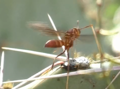 Polistes arizonensis