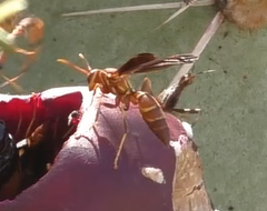 Polistes arizonensis