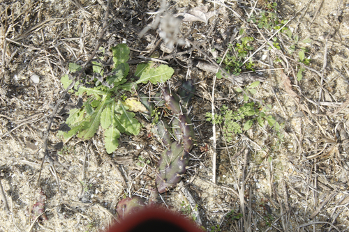Image of Opuntia drummondii by (c) Alex Karasoulos, some rights reserved (CC BY)