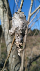 Oiketicus platensis