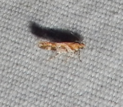 Aristotelia devexella