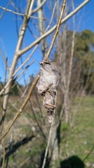 Oiketicus platensis