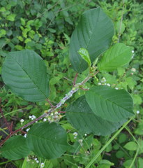 Frangula alnus