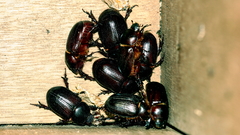 Cheiroplatys latipes