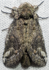 Heterocampa obliqua