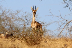 Gazella bennettii
