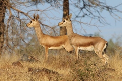 Gazella bennettii