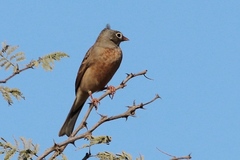 Emberiza buchanani