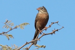 Emberiza buchanani