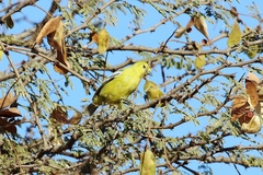 Aegithina nigrolutea