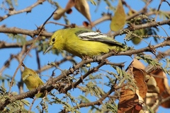 Aegithina nigrolutea