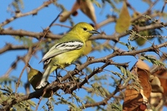 Aegithina nigrolutea