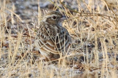 Mirafra erythroptera