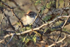 Prinia buchanani