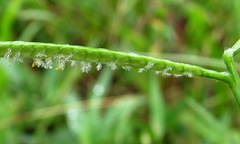 Paspalum conjugatum