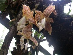 Stanhopea dodsoniana